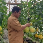 Perangkat Desa Tanjangawan Ahmad Mahdi menunjukkan hasil budi daya melon jenis golden di greenhouse miliknya. Foto: SYUHUD/ BANGSAONLINE