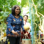 Pj Wali Kota Kediri, Zanariah, saat memanen melon (dok Ist)
