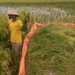 Petani ini memanen padinya yang masih hijau, sebelum rusak karena kebanjiran. (ft:eky nurhadi/ BANGSAONLINE)