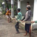 Warga saat menunjukkan ular piton sepanjang 5 meter di Dusun Kali Bening Utara, Desa Tanggalrejo, Kecamatan Mojoagung, Kabupaten Jombang.