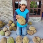 Agus saat menunjukkan durian 