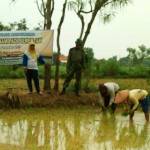Babinsa bantu petani Banyior Bangkalan tanam padi.