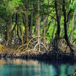 Hutan Mangrove. Foto: Ist