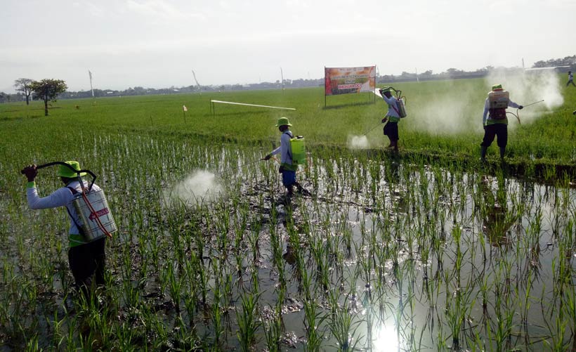 Tingkatkan Kesadaran Pentingnya Pupuk Organik 30 Ha Lahan Tanaman Padi