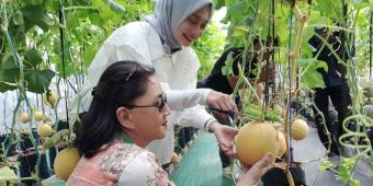 Bakal Calon Wali Kota Kediri ini Ikut Panen Melon di Bence