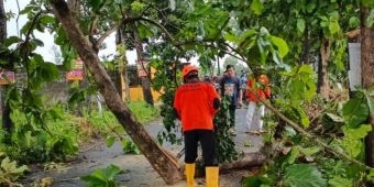 Hujan Disertai Angin Kencang Terjang Jombang, Sejumlah Pohon Tumbang Tutup Jalan