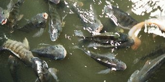 Memancing Ikan Nila, Racikan Campuran Lumut Terbaru Bikin Gacor
