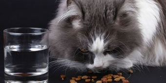 Memahami Nutrisi dan Bahan Makanan untuk Kucing 