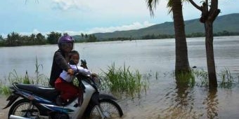 194 Hektar Areal Pertanan di Situbondo Terendam Banjir, Kerugian Ditaksir Capai Rp 776 Juta Lebih