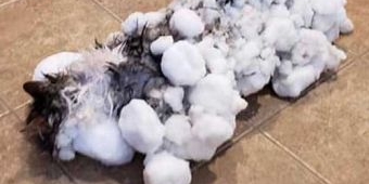 Kucing Beku Hidup Lagi, Setelah Terkubur dalam Salju Bersuhu Minus 8 Celcius