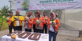 Melalui Sistem Greenhouse, SIG GHoPO Tuban Sukses Budidaya Melon Kualitas Premium