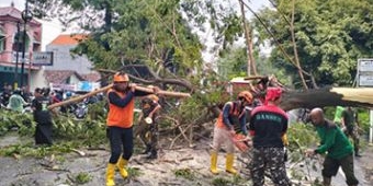 Imbas Pohon Tumbang di Bangil, Jalur Surabaya-Probolinggo Sempat Macet Sepanjang 1 Kilometer