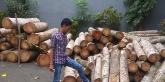 Puluhan Sengon di Taman Kota Malang Ditebangi, Pemkot dan Mantan Anggota Dewan Rebutan Tanah