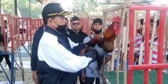 Giatkan Pecinta Ayam Pelung di Kota Madiun, Wali Kota Maidi Buka Kontes Regional