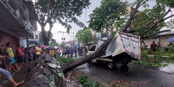 Angin Kencang Tumbangkan Pohon Besar di Sidoarjo, Dua Mobil Tertimpa