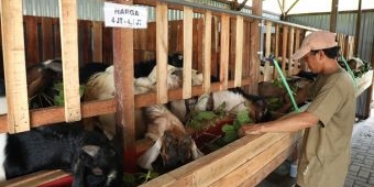 Peternak Sidoarjo Sukses Kelola Minimarket Kambing Kurban, Omzetnya Tembus Ratusan Juta