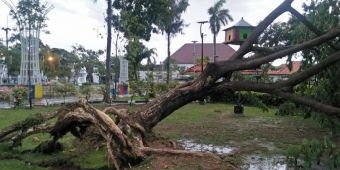 Dihantam Angin dan Hujan Deras, Pohon di Taman Wijaya Bertumbangan