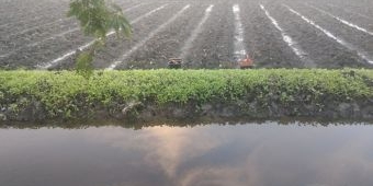 Diguyur Hujan Deras, Tanaman Tembakau Ratusan Petani di Bojonegoro Tergenang Air dan Mati