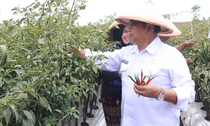 Bupati Bangga Musim Kemarau Panen Cabai Keriting Di Blitar Melimpah