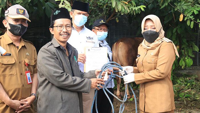 Bupati Serahkan Sapi Kurban ke PCNU Kabupaten Mojokerto saat Idul Adha 1443 H