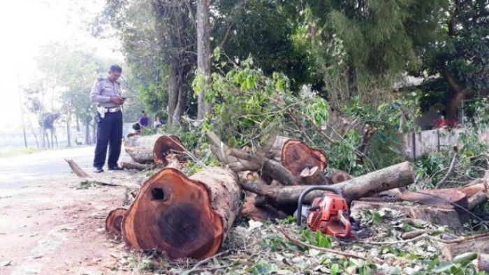 Penebangan Ratusan Pohon Sonokeling di Pasuruan Dilaporkan Polisi