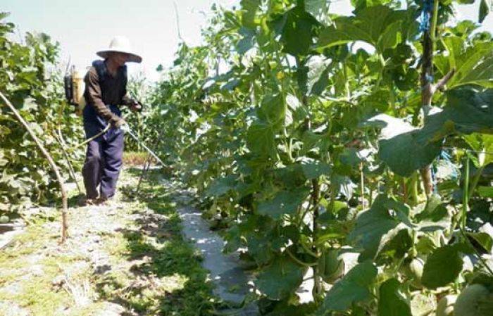 Tak Pernah Diperhatikan Dinas Pertanian, Petani Melon Tuban Mengeluh