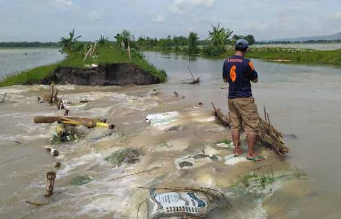 Tanggul Kali Ingas di Kanor Kembali Jebol, Puluhan Hektar Tanaman Padi Tergenang