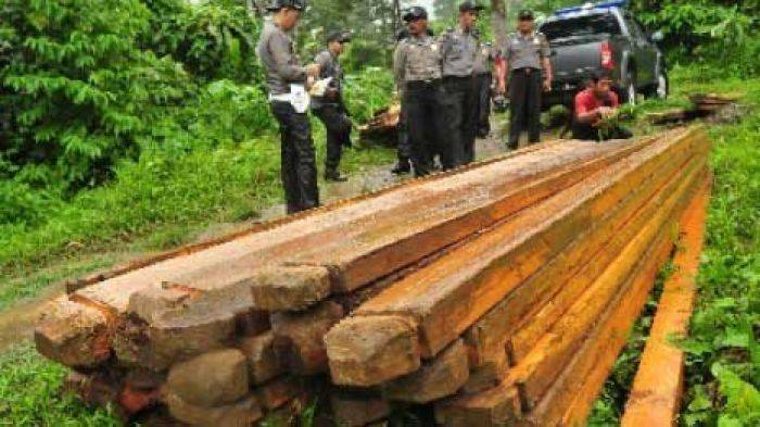 Terlibat <i>Illegal Logging</i>, Perangkat Desa Banaran Kediri Diringkus Polisi