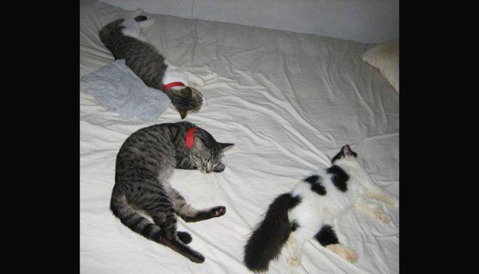 100 Kucing Domestik di Malang Dikastrasi