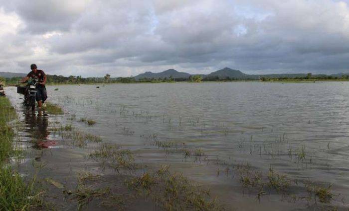 Ratusan Hektar Padi di Tulungagung Terendam Air, Disperta Mengaku hanya Bisa Memantau