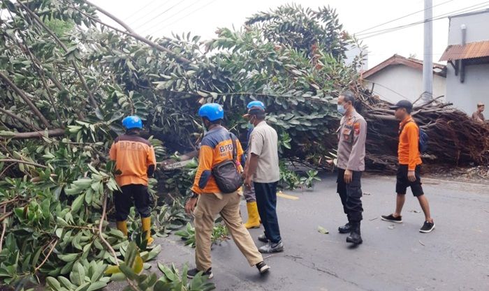 Hujan Deras Disertai Pohon Tumbang, Arus Lalu Lintas di Jalan Pantura Situbondo Macet Total