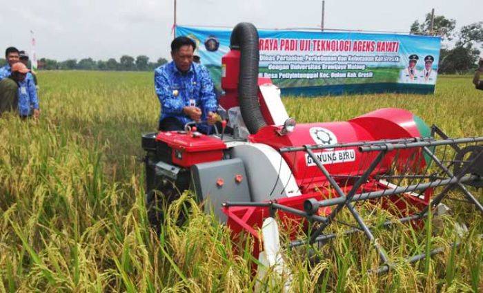 Bupati Gresik Panen Raya Padi di Desa Petiyin Tunggal