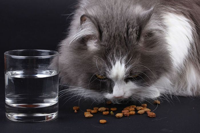 Memahami Nutrisi dan Bahan Makanan untuk Kucing 