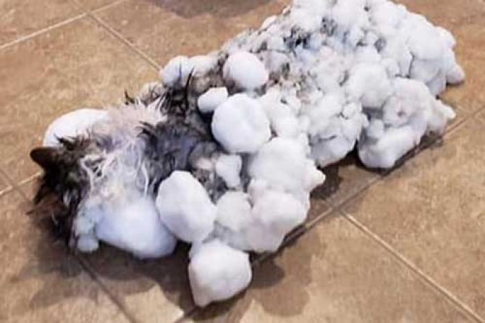 Kucing Beku Hidup Lagi, Setelah Terkubur dalam Salju Bersuhu Minus 8 Celcius