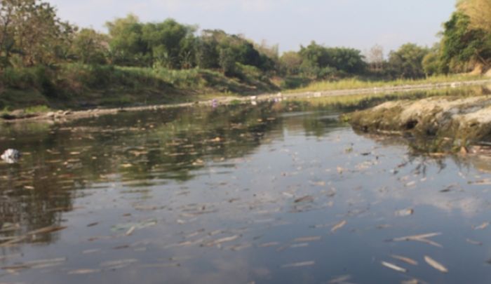 Jadi Tempat Pembuangan Limbah Industri, Sungai Bengawan Solo Menghitam
