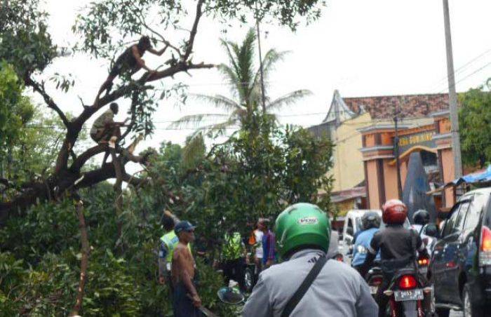Hujan Deras Disertai Angin di Lamongan: Puluhan Pohon Tumbang, Dua Warkop Roboh