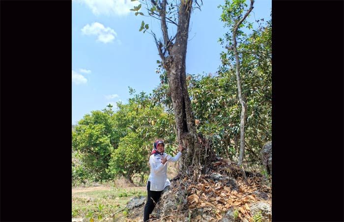 Ada Pohon Misterius di Desa Sempu Pacitan: Dianggap Keramat, Konon jadi Tempat Singgah para Wali