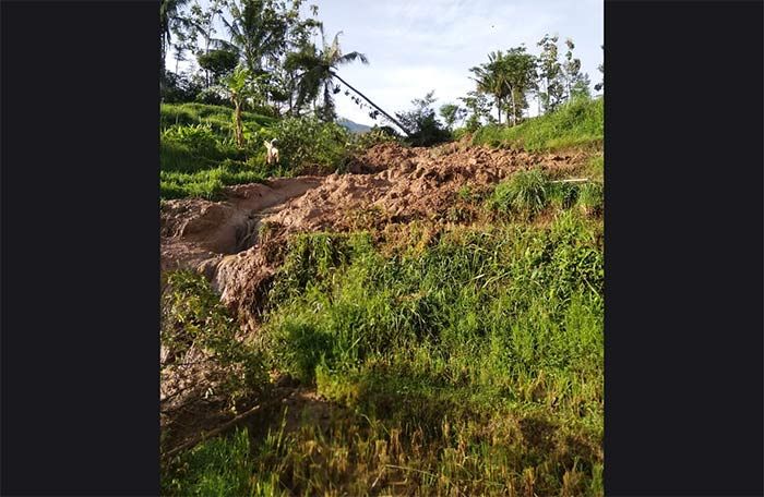 Tanah Persawahan di Ngawi Longsor Usai Diguyur Hujan