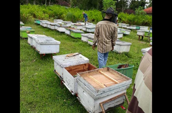 Ternak Lebah Tradisional, Nurdin Berdayakan 12 Pekerja Lokal