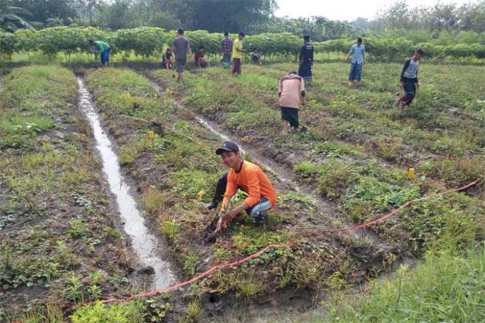 Ciptakan Potensi Wisata Desa dengan Tanam Pohon Sirsak Madu