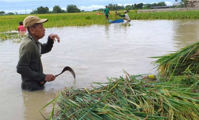 Bengawan Solo Meluap, 15 Desa di Tuban Terdampak Banjir