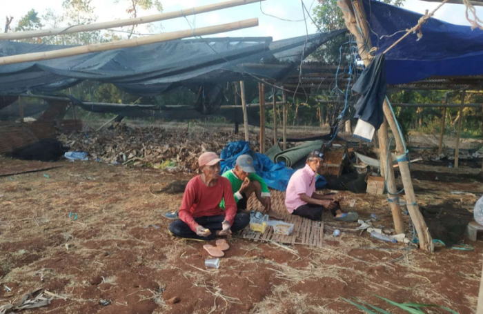 Petani Sumringah, Awal September Madura Memasuki Panen Raya Tembakau