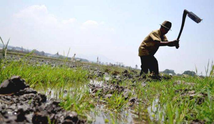 Aroma "KKN" Bantuan Seribu Desa Mandiri di Dinas Pertanian Jombang Mencuat