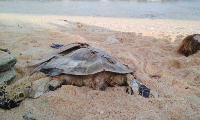 Seekor Penyu Ditemukan Mati di Pantai Srau, Konservasi Perlu Digalakkan Lagi