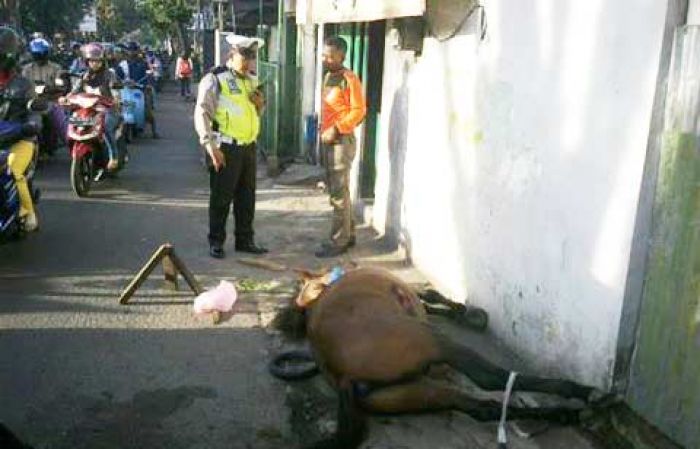 Seekor Kuda Mengamuk di Klayatan Kota Malang, Tewas setelah Ditabrak Mobil