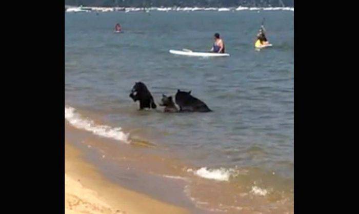 Keluarga Beruang Main Air di Pantai, Keluarga Manusia Minggir