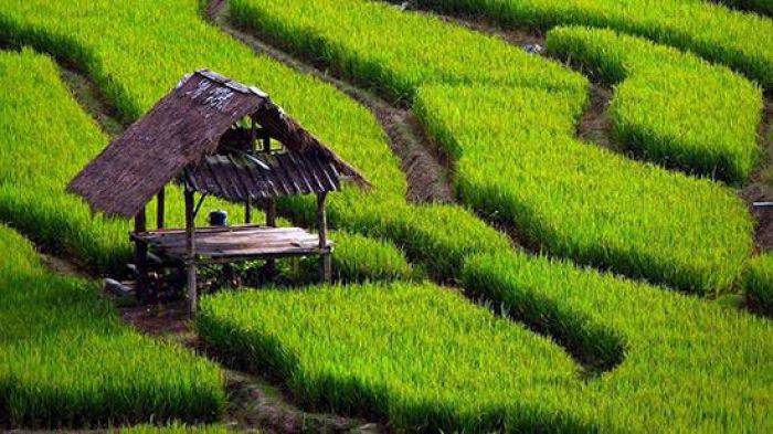 Petani Lamongan segera Nikmati Asuransi Pertanian