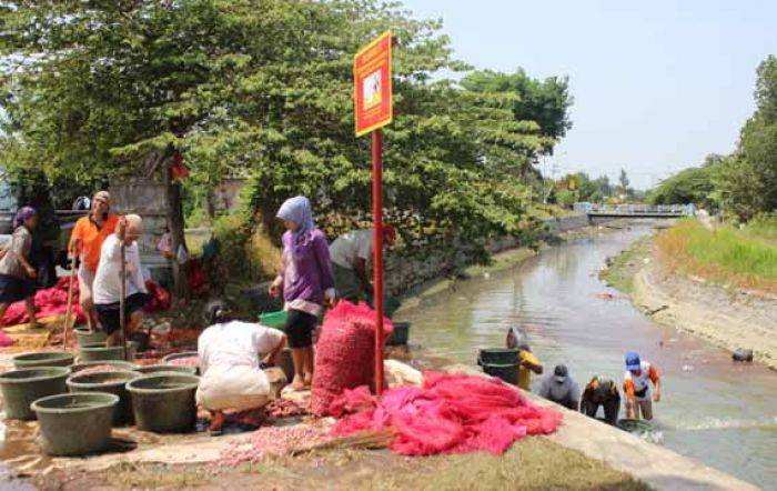 Gara-gara Cucian Bawang Merah, Sungai Desa Janti di Sidoarjo Tercemar, Ikan pada Teler