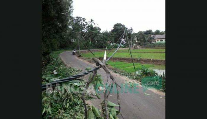 Hujan Deras Disertai Angin Kencang di Gerabagan Tuban, Pohon Tumbang, Listrik Padam