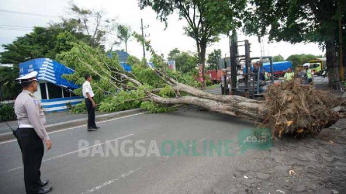 Pos Polisi 903 di depan Taman Keplaksari Jombang Tertimpa Pohon Tumbang